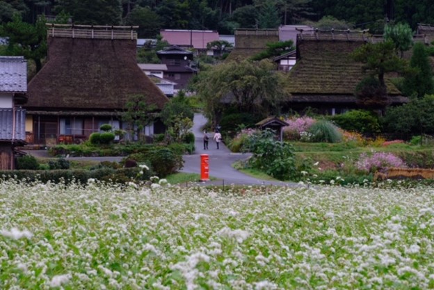 写真: 蕎麦の花咲く山里