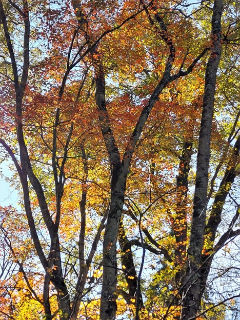 木立の中の紅葉