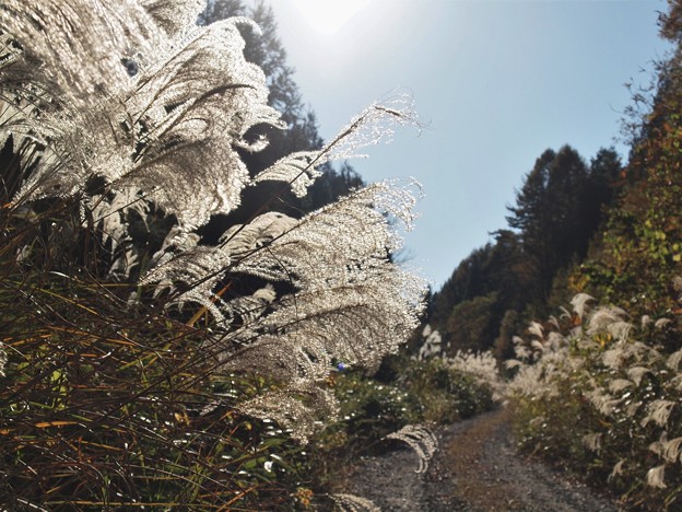Photos: 秋の林道