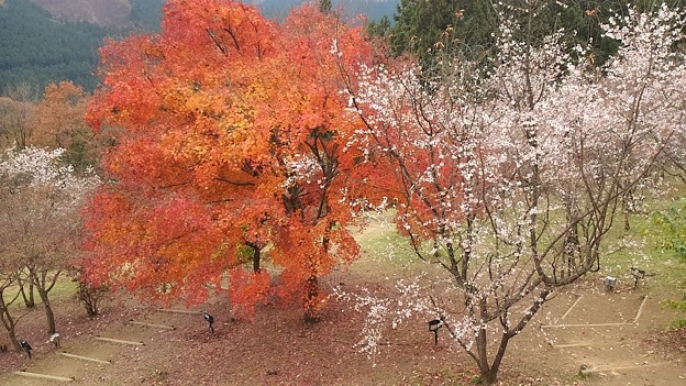 Photos: 冬桜と紅葉