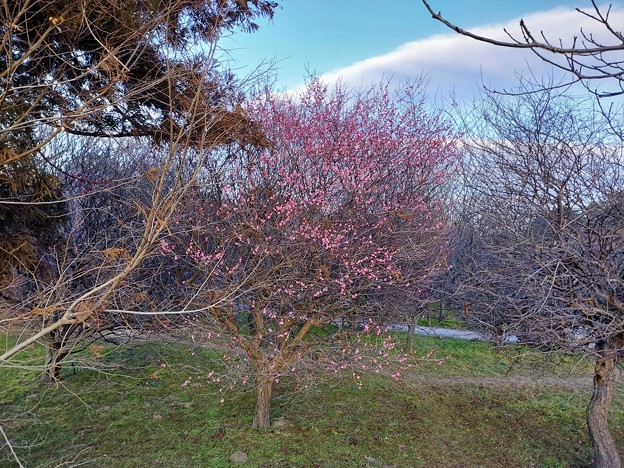いつもの散歩道「梅が咲きました