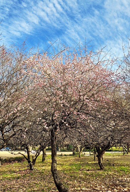 いつもの散歩道「梅が咲きました」ー２