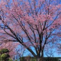 写真: 安行桜