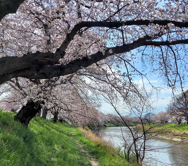 いつもの散歩道「桜並木」
