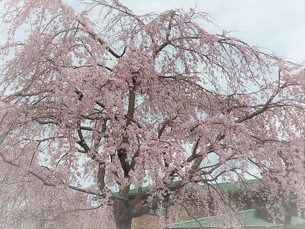 いつもの散歩道「しだれ桜」