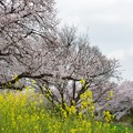 写真: 桜と菜の花