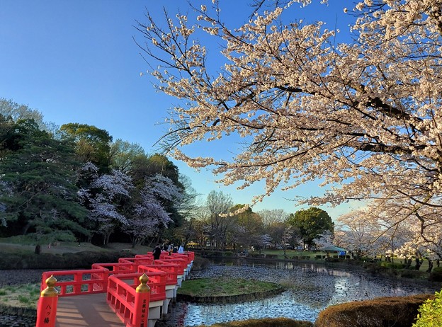 岩槻公園「桜の季節」