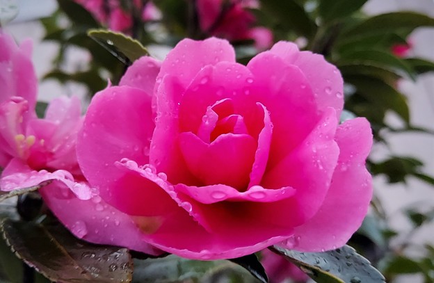 Photos: いつもの散歩道「ピンクの花」