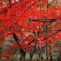 Photos: いつもの散歩道「紅葉」