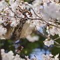 写真: 桜の中から〜♪