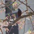 写真: 桜とイソヒヨドリ 〜♪