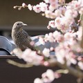 梅の花とイソヒヨドリ ４〜♪