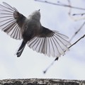 Photos: 大きく羽を広げて～♪