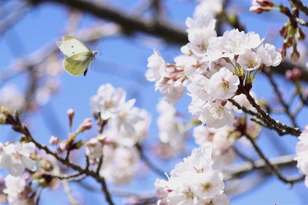 写真: 桜とモンシロチョウ〜♪