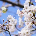 桜とモンシロチョウ〜♪