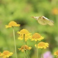 写真: 黄色いお花と黄色い蝶々〜♪