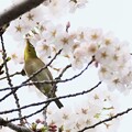 桜とメジロ３〜♪