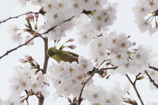 写真: 桜とメジロ５〜♪