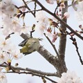 写真: 桜とメジロ６〜♪