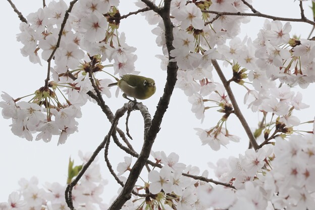 桜とメジロ１〜♪