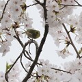 写真: 桜とメジロ１〜♪