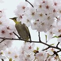 写真: 桜とメジロ２〜♪