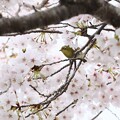 写真: 桜とメジロ３〜♪
