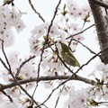 写真: 桜とメジロ４〜♪