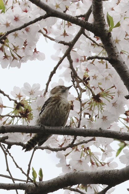 写真: 桜とコゲラ１〜♪