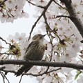 桜とコゲラ１〜♪