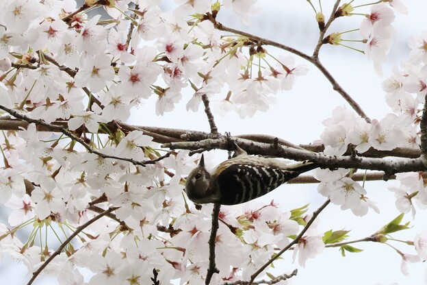 写真: 桜とコゲラ２〜♪