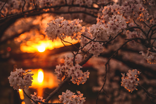 Photos: 桜と夕焼け