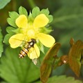 Photos: 黄色い花にハナアブ