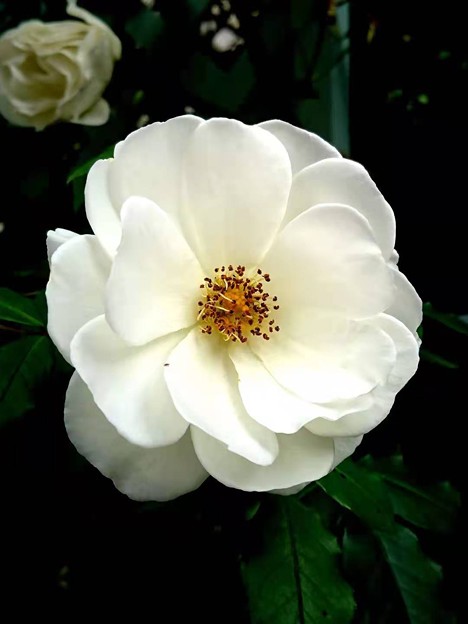 写真: 白薔薇