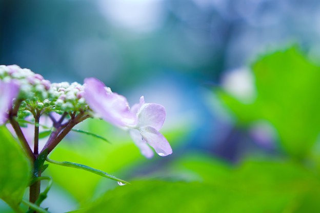 雨に打たれるピンク紫陽花