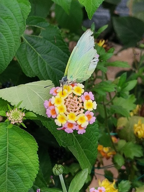 ランタナにキミドリ蝶