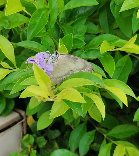 デュランタ蝶