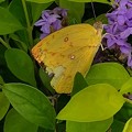 写真: 大きな黄蝶