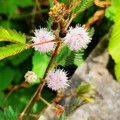 写真: Mimosa pudica