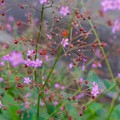 写真: ピンクの小さい5弁花ハゼラン