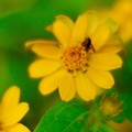 写真: 黄色の花に花アブ