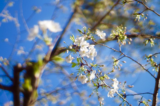 Photos: 青空に桜咲く