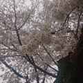 Photos: 満開の桜