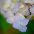 写真: ミニ紫陽花