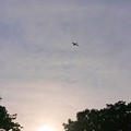 写真: 夕日飛行機