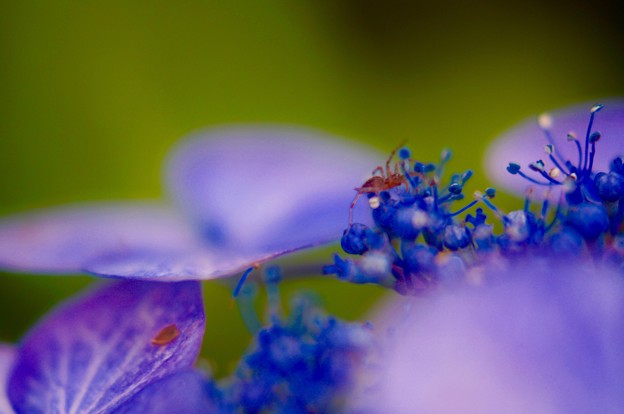 紫陽花に蜘蛛
