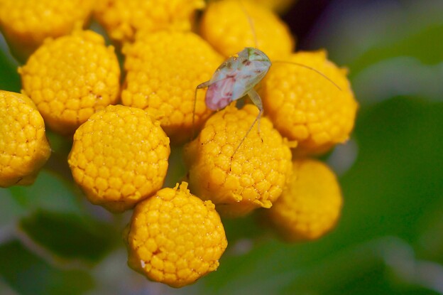 写真: 咲いてない磯菊にカスミカメムシ