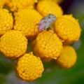 写真: 咲いてない磯菊にカスミカメムシ