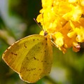 写真: 黄色ランタナに黄蝶