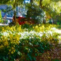 写真: 黄金色の花壇